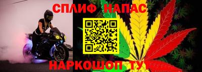 тгк Кингисепп